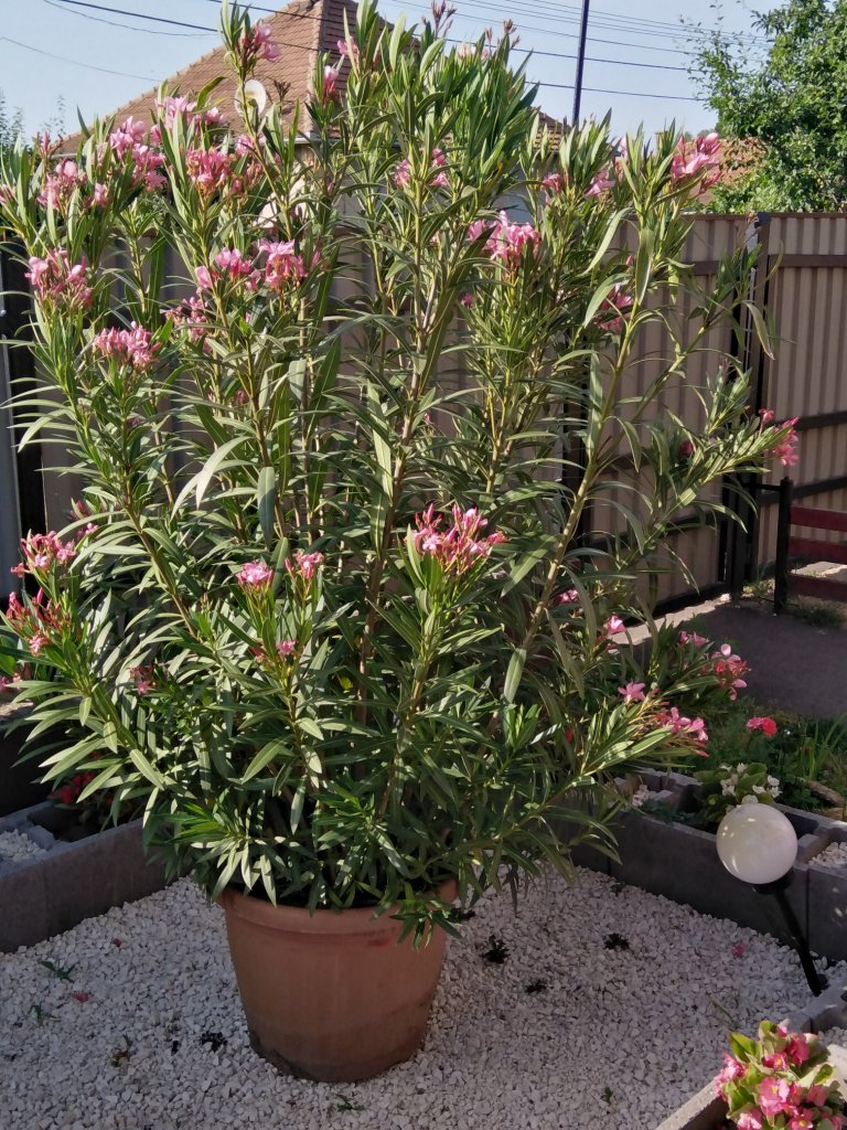 Géczi Bernadett kertje 05